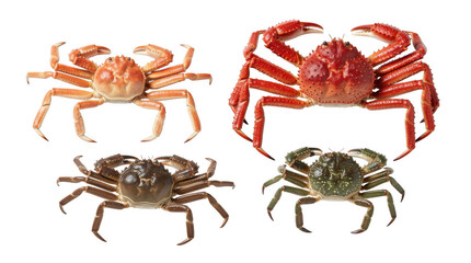 Four different crabs arranged for studio photography with even lighting and clear focus © Rameesa