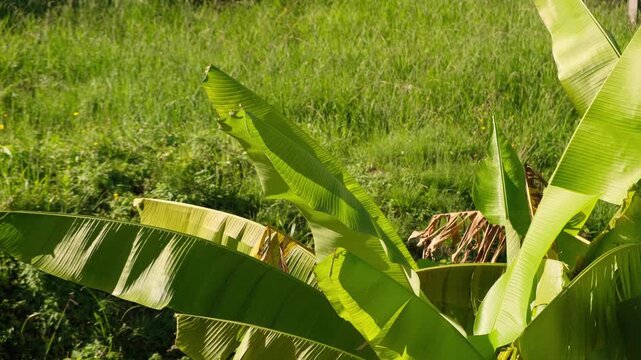 The wind rustles the large leaves of the banana tree, illuminated by the warm rays of the sun against a backdrop of green grass, and the lush vegetation of the tropical garden is also visible