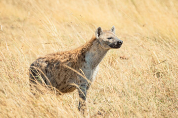 spotted hyena in the savannah © ALBERT