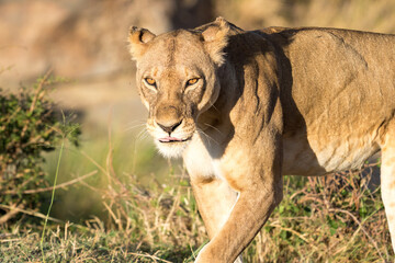 lion in the grass © ALBERT