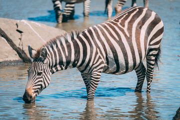 zebra in water © ALBERT