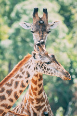 portrait of a giraffe © ALBERT