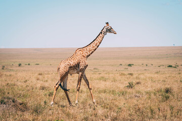 giraffe in the savannah © ALBERT