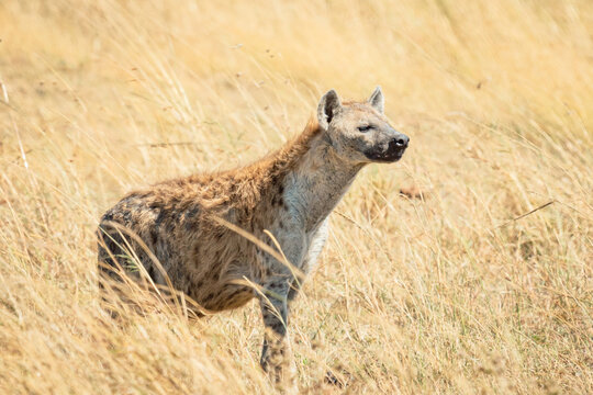 spotted hyena in the savannah