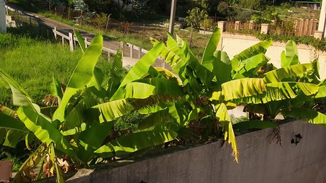The wind rustles the large leaves of a banana tree bathed insunlight, set against a backdrop of a brick wall covered in ivy and a wrought-iron fence; lush tropical garden vegetation is also visible