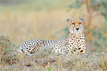 cheetah in serengeti © ALBERT