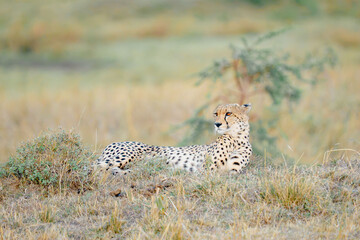 cheetah in the savannah © ALBERT