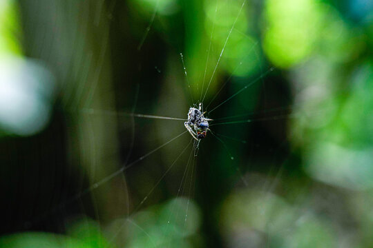 Spider on its web in the wild