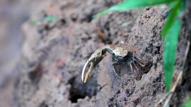 Fiddler crab in the mud along a river bank in the rainforest jungle of Belize, Central America