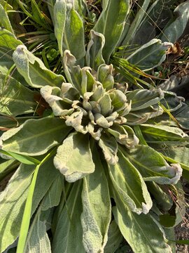 basal rosette of Common Mullein 