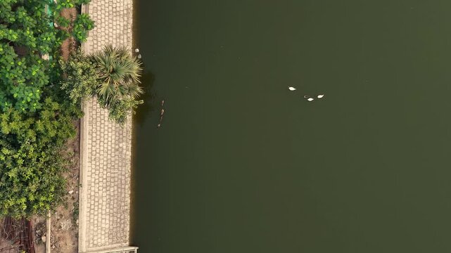 White and Brown Ducks Swimming Beside a Stone Pond Embankment