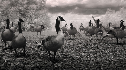 Black and White infrared photo of a gaggle of geese (Canada Goose) gathered on the shores of Lake Ontario © Saptashaw