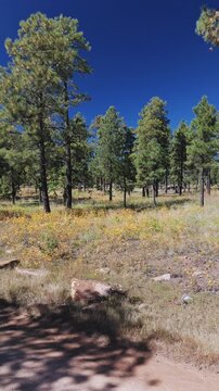 Vertical Drone Footage Of Pine Forest In Arizona With Wildflowers Blooming 