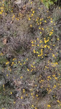Vertical Overhead Drone Fly Over Of Wild Flowers On A Forest Floor In Arizona