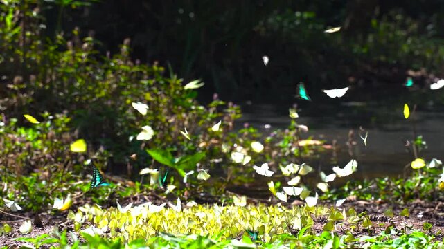 A group of beautiful yellow butterflies flying and perched to eat food and mineral water on the floor outdoors in the natural forest. Beauty in nature of butterfly species in Thailand in the wildlife.