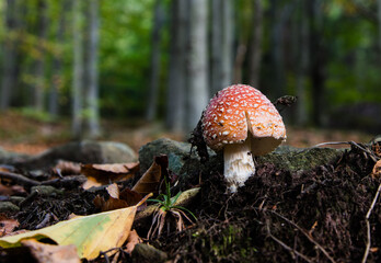 Czerwony muchomor w starym jesiennym lesie © kubikactive
