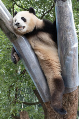 Giant Panda Resting Lazily on a Tree Branch © foreverhappy