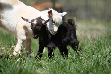 Fototapeta premium Cute Baby Goats are Playing in Farm