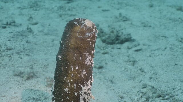 4K Underwater shot of sea cucumber standing vertically on sandy bottom during spawning, Red Sea