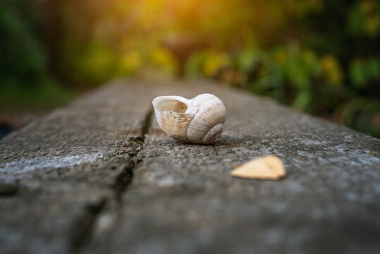 Empty, white striped snail shell lies on cracked wooden surface of bench against blurred forest.