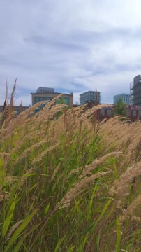 October 07, 2026 - Tall Wild Grass Swaying in Wind with Urban City Buildings in Background &mdash; Vertical Nature Footage