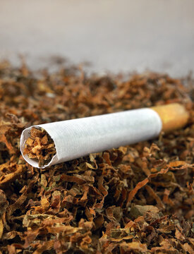 Cigarette. Cigarette and tobacco leaves close-up. Selective focus. Bad habits