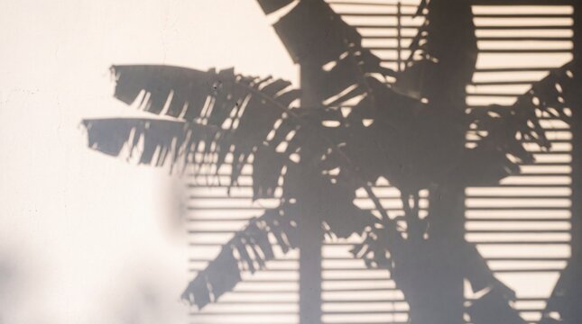 Shadow of banana leaves and window shutter slats on a white wall, tropical summer sunlight overlay for multiply blend mode with copy space