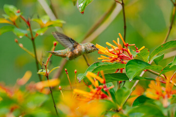 Fototapeta premium Rufus Hummingbird- female
