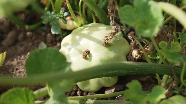 Pale green pattypan squash grows in a garden among dense vegetable foliage, close up of a fresh vegetable resting on soil surrounded by green stems and leaves in natural sunlight