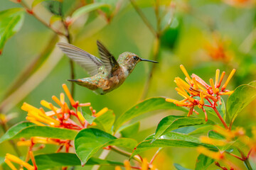 Fototapeta premium Rufus Hummingbird- female