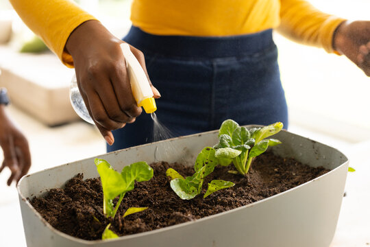 African American couple spraying seedlings with spray bottle in planter at home