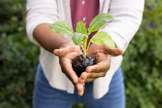 African man holding seedling in muddy hands with soil rootball and falling water droplets in garden