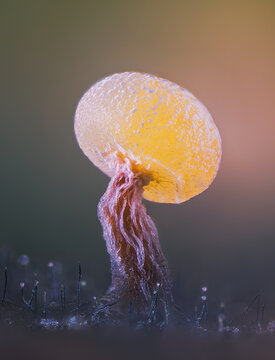 Slime mold - Physarum viride. It's a small protist organism