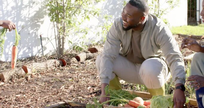 African American dad and youth daughter harvesting at raised bed, handing carrot to fill basket
