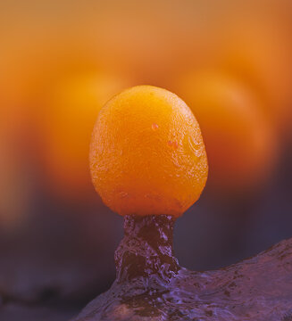 Slime mold - Trichia varia. It's a small protist organism