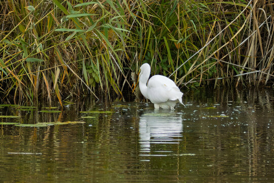 Ein Silberreiher (Ardea alba) am Abend im Federsee fri&szlig;t einen Hecht
