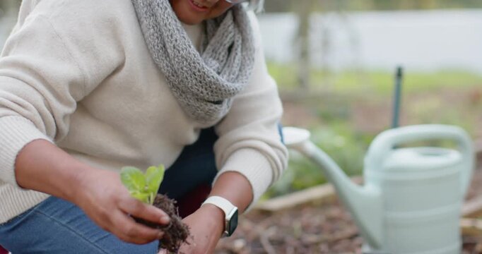 Seed tray urging Senior African-American woman kneeling at raised bed planting plugs, red boots