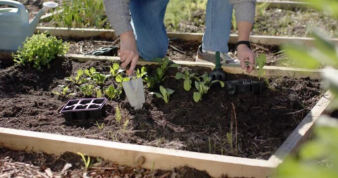 Loosening soil with trowel, mature man kneeling in raised bed planting seedlings from plastic tray