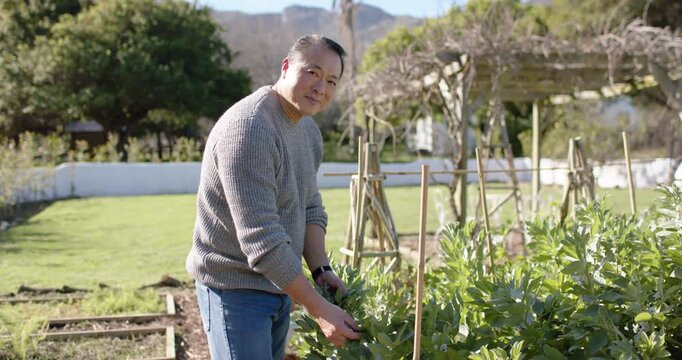 Asian man noticing lean stems in gray sweater bending, inspecting raised bed plants