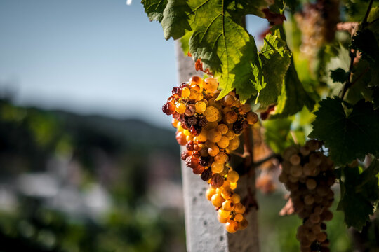 A bunch of white grapes in a row of Piedmontese vines, destined to become an excellent Chardonnay for Italian tables.