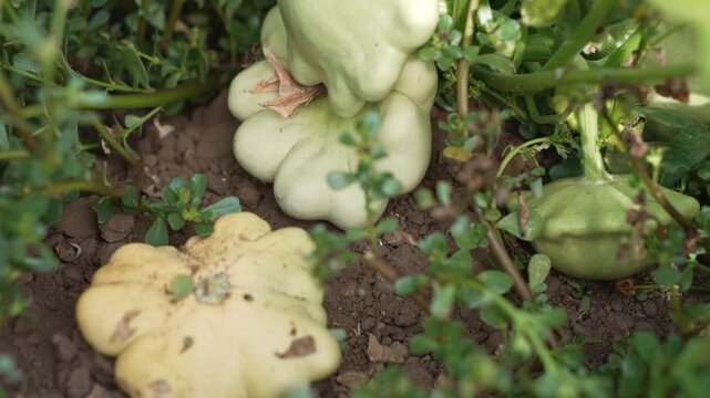 Mature yellow and pale green pattypan squash rest on soil among garden plants, close up of several ribbed vegetables with blemished skin surrounded by weeds and green stems in a farm garden