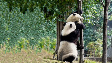 Two Giant Pandas Playing and Climbing on a Tree in a Forest © flysnow