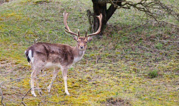 European fallow deer buck with antlers in spring,Dama dama,  forest of Amsterdamse Waterleidingduinen in the Netherlands, wildlife in the woodland 