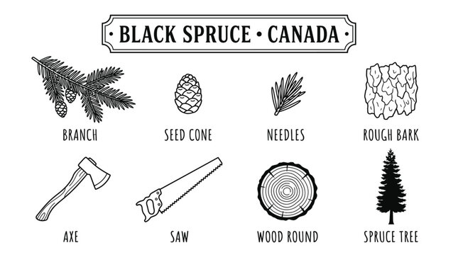 Very beautiful black and white botanical vector product set featuring black walnut leaves, flower catkins, round nuts, textured bark and valuable hardwood. Label: "BLACK WALNUT &bull; CANADA", clear botani