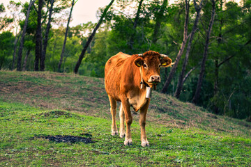 Brown cow with cowbell on a green pasture in the warm afternoon light © Francesco