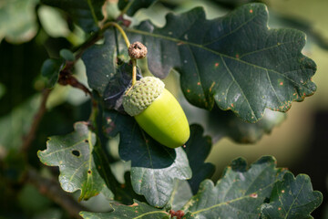 Close-up of a young green acorn growing on an oak tree (Quercus robur), surrounded by dark green lobed leaves in a garden in rural France, with a softly blurred natural background. © Andy Jenner 
