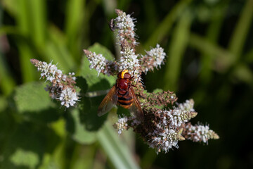 Hornet mimic hoverfly (Volucella zonaria) feeding on white mint flowers in a garden in France, showing its distinctive orange and brown markings, large eyes and transparent wings. © Andy Jenner 