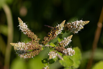 Close-up of a black and yellow potter wasp (Eumeninae) visiting white mint flowers in a garden in France, photographed from above against a softly blurred dark green background. © Andy Jenner 