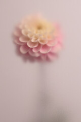 Fototapeta premium Macro Smoke selected soft focus beige pink Dahlia, chrysanthemum, aster Flower through translucent matte frosted glass. Abstract natural blurred grain light fog background.