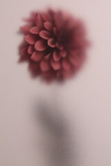 Fototapeta premium Smoke selected soft focus red brown Dahlia, chrysanthemum, aster Flower through translucent matte frosted glass. Abstract natural blurred grain fog background.
